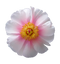 Beautiful peony flower with pink petals and yellow center on a white background.