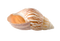 Close-up of a beautiful seashell, perfect for coastal decor and gifts from Raggdoll Boutique in Port Aransas.