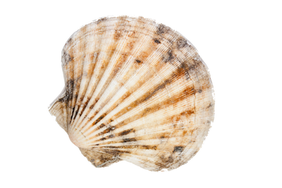 Close-up of a beautiful scallop shell, perfect for coastal decor and beach-themed gifts at Raggdoll Boutique.