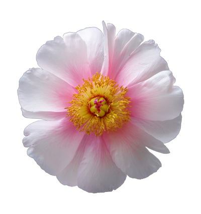 Beautiful peony flower with pink petals and yellow center on a white background.