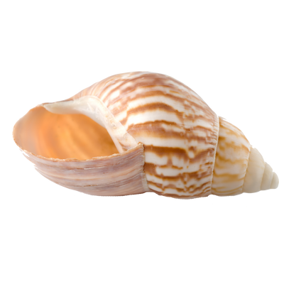 Beautiful spiral shell representing coastal decor and beach-inspired gifts from Raggdoll Boutique in Port Aransas.