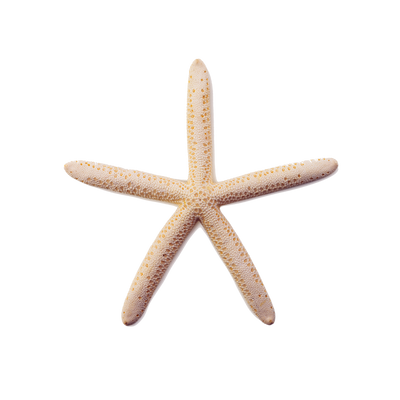 Starfish on a white background, symbolizing coastal beauty and gifts from the sea.